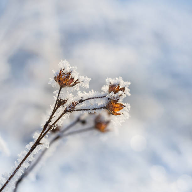 istock dried flowers in winter 905105116