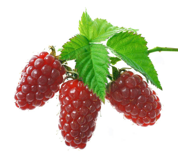 istock Red raspberry berries with green leaves on a white background 905106582