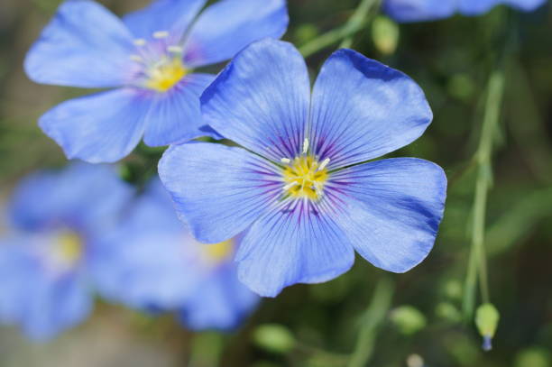 kwiaty lnu - common flax zdjęcia i obrazy z banku zdjęć