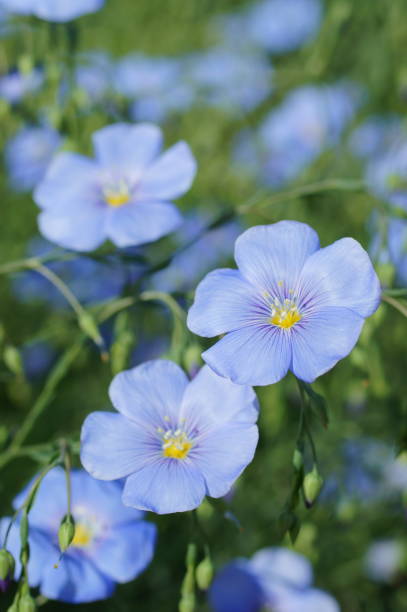 亜麻の花 - common flax ストックフォトと画像