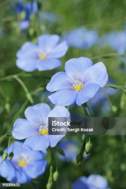 Flax Flowers Stock Photo - Download Image Now - Agricultural Field, Agriculture, Annual - Plant Attribute