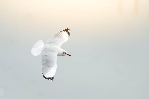 istock Bird (Laridae) flying on the sky at a nature sea 905107318