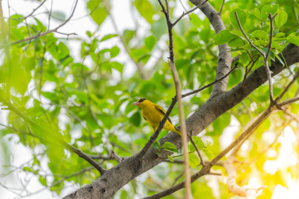 istock Bird (Black-Naped Oriole) in a nature wild 905107466