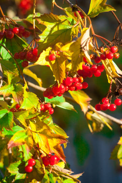 istock Red Viburnum Viburnum 905110078