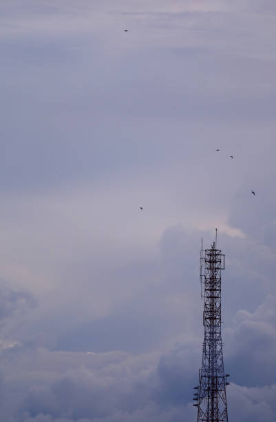 torre de telecomunicações contra noite céu nublado com muitas aves voadoras - large group of animals audio - fotografias e filmes do acervo