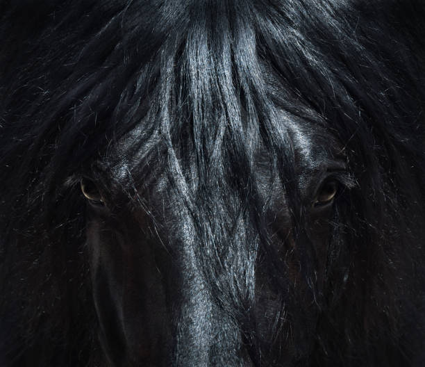 cavallo nero andaluso con lunga vinaia. ritratto da vicino. - stallion foto e immagini stock