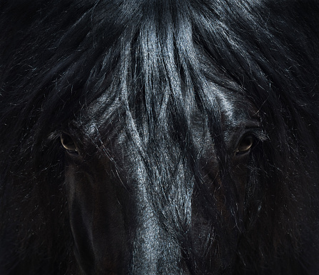 Andalusian black horse with long mane. Portrait close up. Can be used for decoration, interior print.