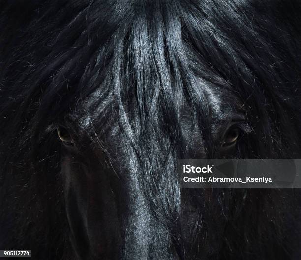 Andalusian Black Horse With Long Mane Portrait Close Up Stock Photo -  Download Image Now - iStock
