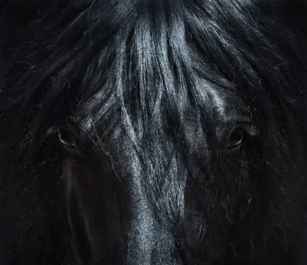 Photo of Andalusian black horse with long mane. Portrait close up.