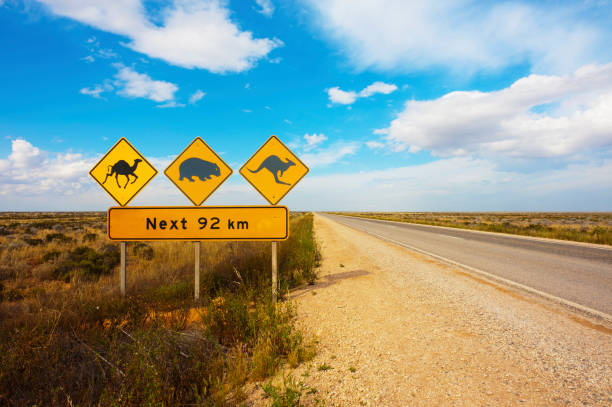 オーストラリアの野生動物の道路標識 - australia camel animal animal themes ストックフォトと画像