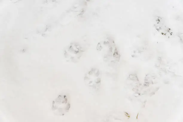 dog traces on white snowdog traces on white snow