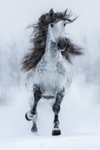 galloping grey long-maned spanish horse in winter. - horse winter dapple gray gray imagens e fotografias de stock