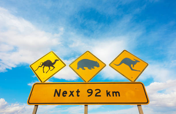 istock Australian Wildlife Roadsign 905113240