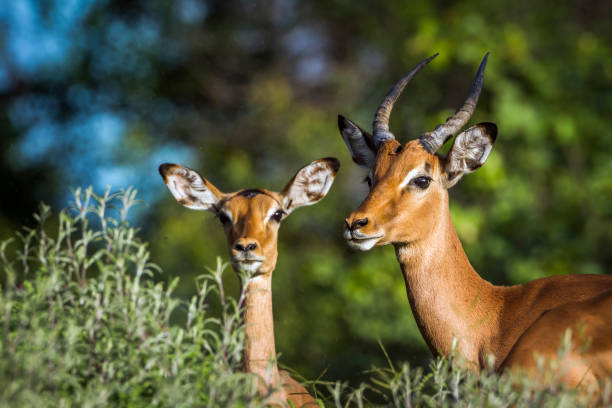 istock Common Impala in Kruger National park, South Africa 905113644