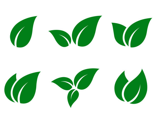 ilustraciones, imágenes clip art, dibujos animados e iconos de stock de conjunto de iconos de hojas verdes - leaves