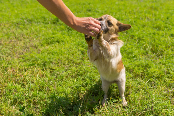 istock Master feeding cute small mixed breed dog that stand on hind legs 905114148