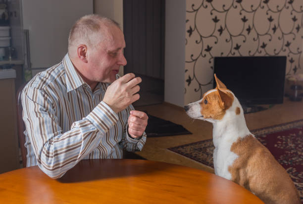 istock Mature man having conversation with basenji dog sitting at the table 905114184