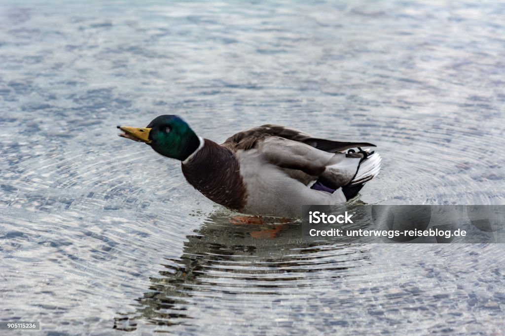 Male duck shaking itself Male duck shaking itself at Lake Constance in winter Animal Stock Photo
