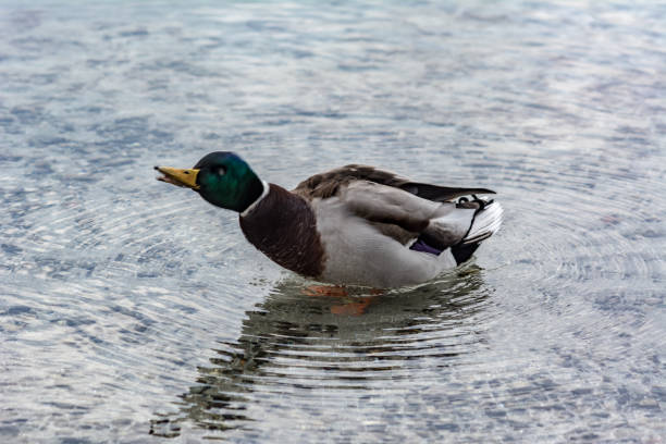 Male duck shaking itself stock photo