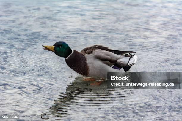 Male Duck Shaking Itself Stock Photo - Download Image Now - Animal, Beak, Bird