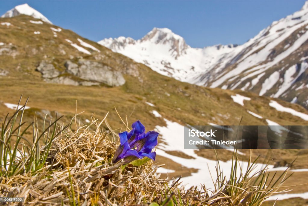 Stemless gentian on a mountain meadow Stemless gentian on a mountain meadow in front of the glaciated mountains of the Zillertal Alps Blossom Stock Photo
