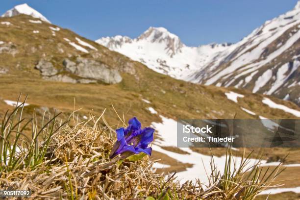Stemless Gentian On A Mountain Meadow Stock Photo - Download Image Now - Blossom, Blue, European Alps