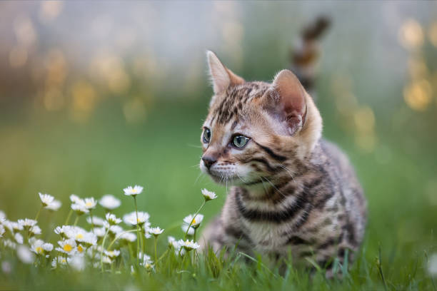 gatito bengal en prado de la flor - bengal cat fotografías e imágenes de stock