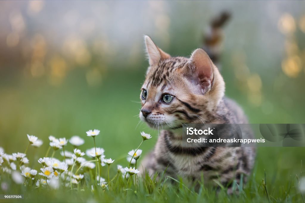 Gattino bengalese nel prato fiorito - Foto stock royalty-free di Gatto domestico