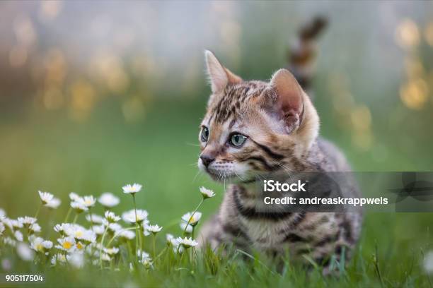 Bengal Kitten In Flower Meadow Stock Photo - Download Image Now - Domestic Cat, Kitten, Summer