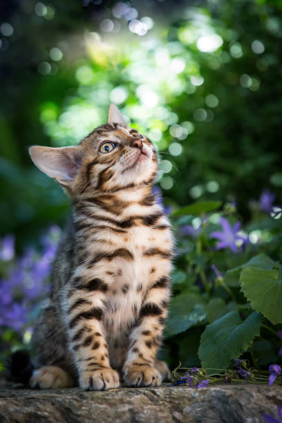 Bengal Kitten outdoor Cute Bengal Kitten in Garden, backlit prionailurus bengalensis stock pictures, royalty-free photos & images