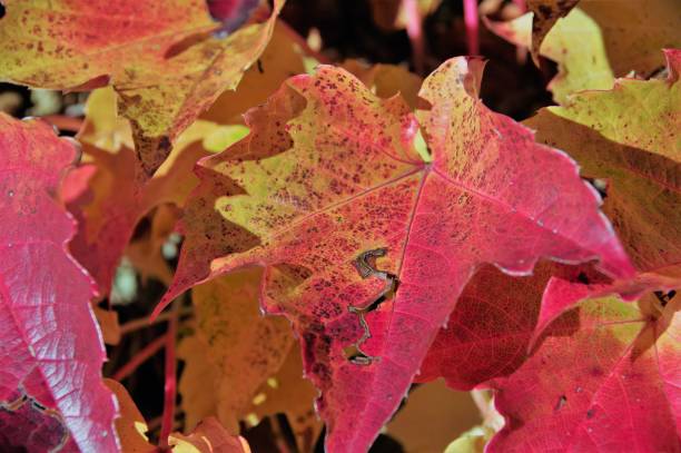 istock intense red discolored autumn leaves 905117962