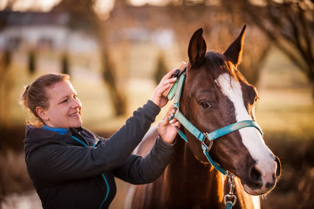 istock Horse Beauty Care 905118076