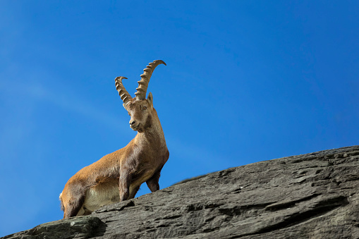 Alpine Ibex is standing on a rock and looks into the camera