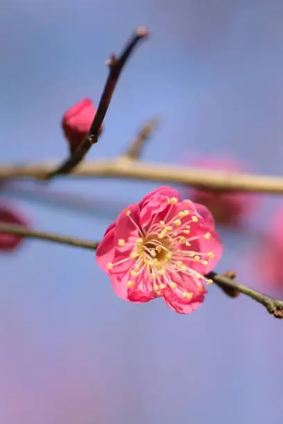 Macro details of Japanese Pink plum blossoms in vertical frame