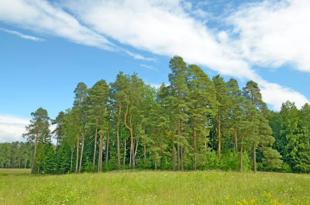 istock Sunny landscape in the forest. 905122398
