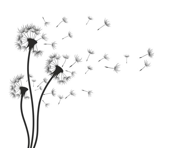 Flower of field dandelion. Drawing of flower of field dandelion. dandelion stock illustrations