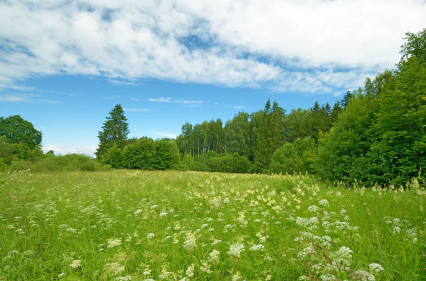 istock Sunny landscape in the forest. 905122490