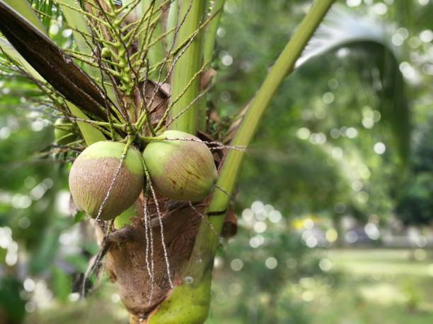 Coconuts on tree stock photo