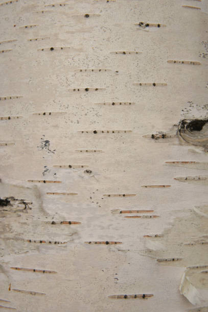 istock White bark of birch background 905126202