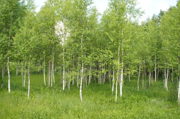 Green birch grove or birchwood