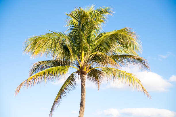 istock Palm Trees - Perfect palm trees against a beautiful blue sky 905131378