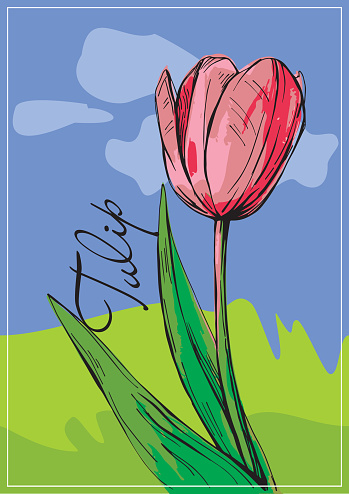 Vector tulip flower. Hand drawn illustration.