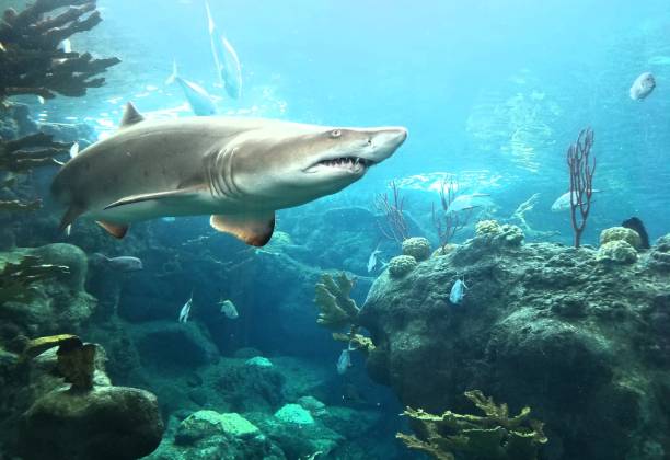 istock Tiger Shark out for a swim 905134856