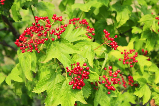 istock Clusters of red ripe guelder-rose 905138198