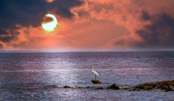 istock Sun setting on the Chesapeake bay behind a Great Egret standing on a rock jetty 905138404