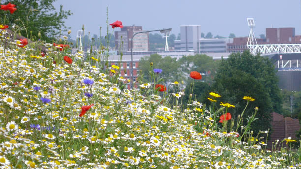 Urban Wildflowers