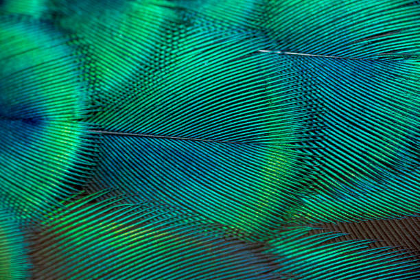 peacock federn - bird hunter stock-fotos und bilder