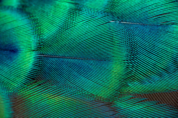 peacock feathers - 8020 imagens e fotografias de stock