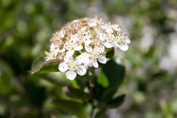 istock A branch of a blossoming mountain ash 905148682