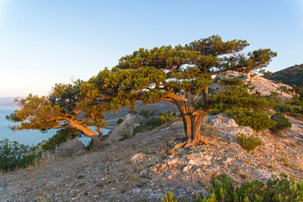 Relict junipers at the top of the mountain the morning sun. Relict junipers (Juniperus excelsa) at the top of the mountain above the sea in the morning sun. Karaul-Oba, Novyy Svet, Crimea. juniperus excelsa stock pictures, royalty-free photos & images